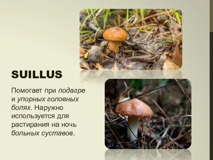 SUILLUS Помогает при подагре и упорных головных болях. Наружно используется для растирания на ночь больных суставов.