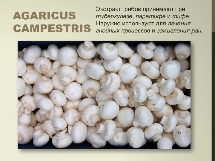 AGARICUS CAMPESTRIS Экстракт грибов принимают при туберкулезе, паратифе и тифе. Наружно