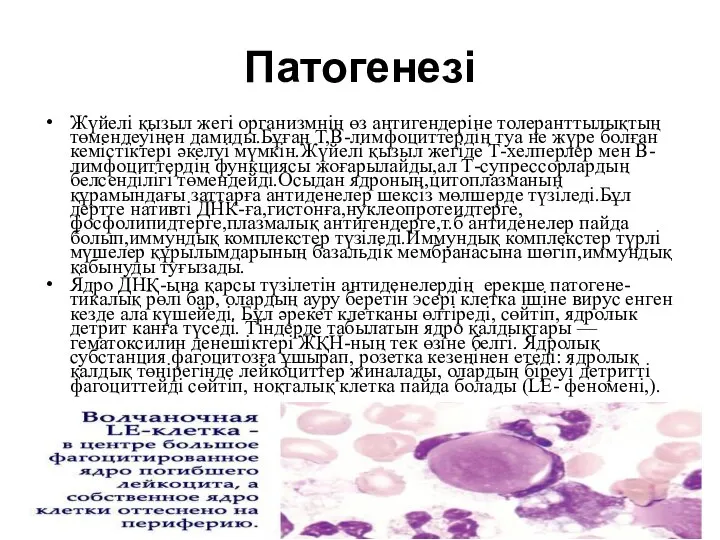 Патогенезі Жүйелі қызыл жегі организмнің өз антигендеріне толеранттылықтың төмендеуінен дамиды.Бұған Т,В-лимфоциттердің