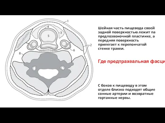 Шейная часть пищевода своей зад­ней поверхностью лежит па предпозвоночной пластинке, а