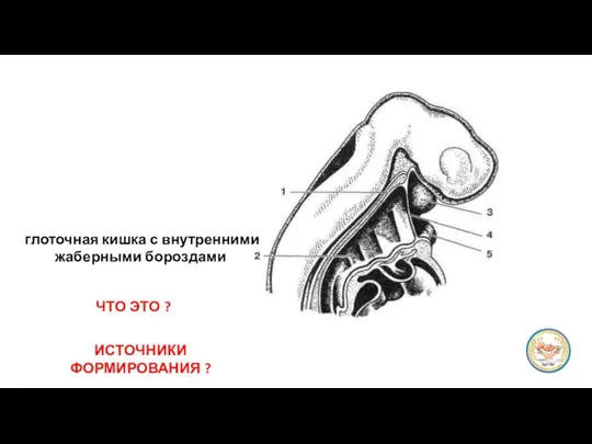 глоточная кишка с внутренними жаберными бороздами ЧТО ЭТО ? ИСТОЧНИКИ ФОРМИРОВАНИЯ ?