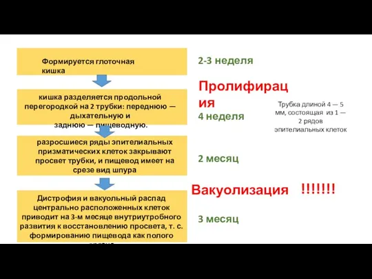 Формируется глоточная кишка кишка разделяется продольной перегородкой на 2 трубки: переднюю