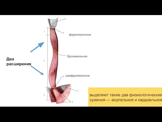 фарингеальное бронхиальное диафрагмальное выделяют также два физиологических сужения — аортальное и кардиальное Два расширения