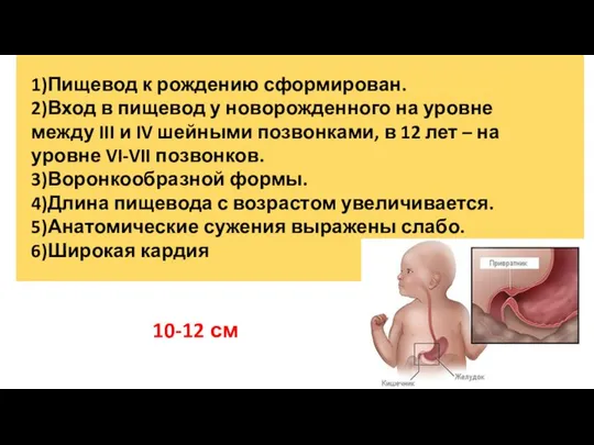 1)Пищевод к рождению сформирован. 2)Вход в пищевод у новорожденного на уровне