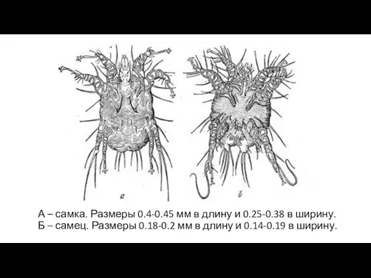 А – самка. Размеры 0.4-0.45 мм в длину и 0.25-0.38 в