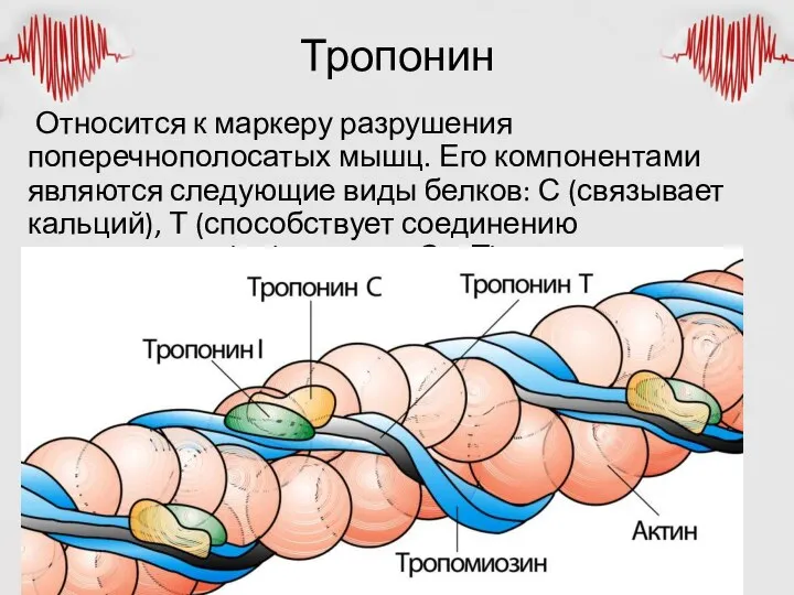 Тропонин Относится к маркеру разрушения поперечнополосатых мышц. Его компонентами являются следующие