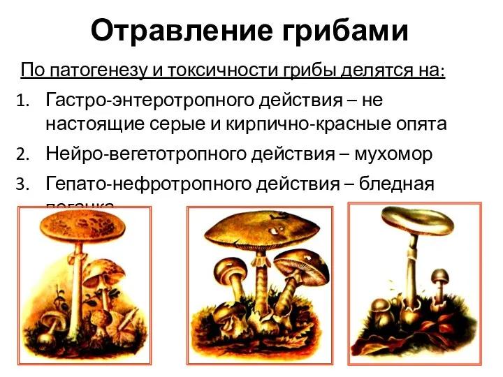 Отравление грибами По патогенезу и токсичности грибы делятся на: Гастро-энтеротропного действия