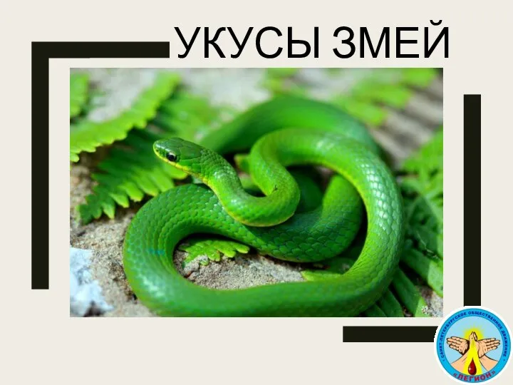 УКУСЫ ЗМЕЙ