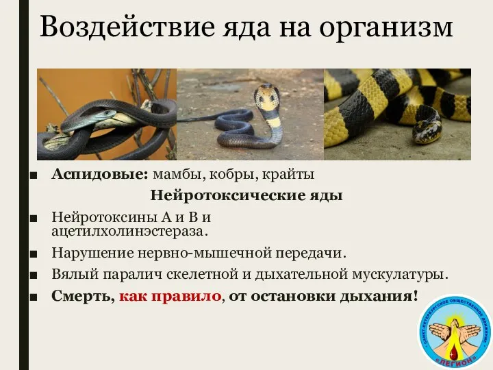 Воздействие яда на организм Аспидовые: мамбы, кобры, крайты Нейротоксические яды Нейротоксины