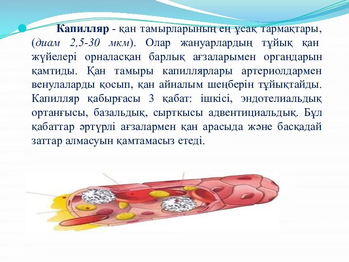 Капилляр - қан тамырларының ең ұсақ тармақтары, (диам 2,5-30 мкм). Олар