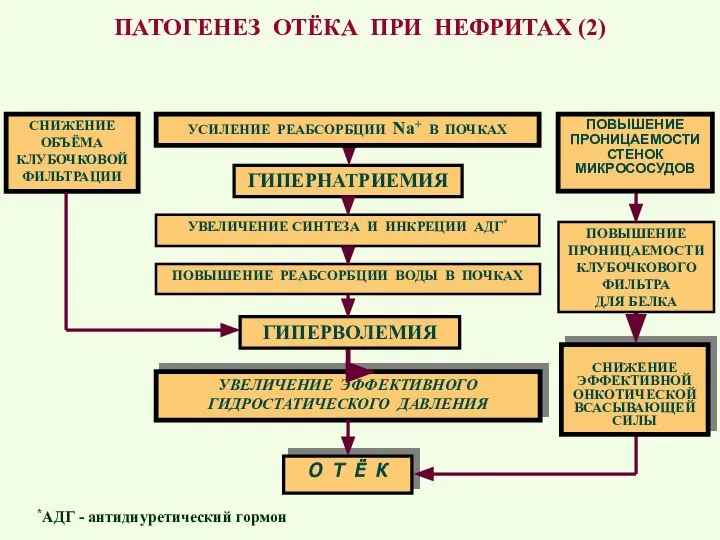 О Т Ё К *АДГ - антидиуретический гормон ПАТОГЕНЕЗ ОТЁКА ПРИ НЕФРИТАХ (2)