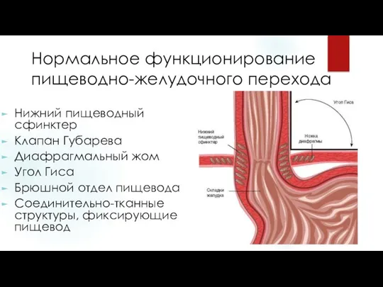 Нормальное функционирование пищеводно-желудочного перехода Нижний пищеводный сфинктер Клапан Губарева Диафрагмальный жом