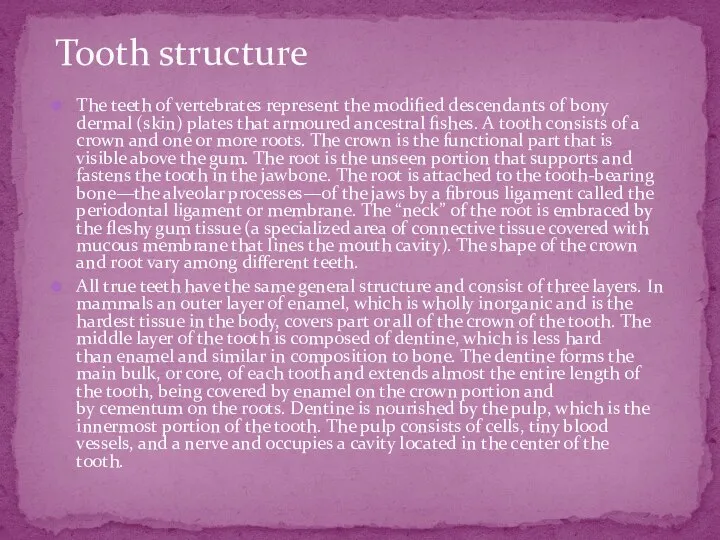 The teeth of vertebrates represent the modified descendants of bony dermal