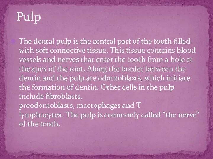The dental pulp is the central part of the tooth filled