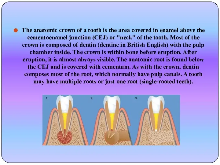 The anatomic crown of a tooth is the area covered in