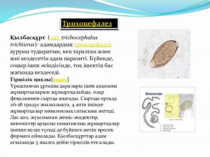 Қылбасқұрт (лат. trichocephalus trichiurus)- адамдардың трихоцефалез ауруын тудыратын, кең таралған және