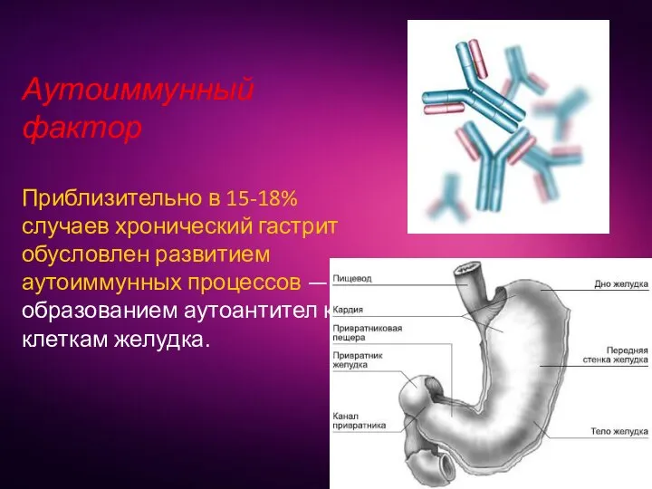 Аутоиммунный фактор Приблизительно в 15-18% случаев хронический гастрит обусловлен развитием аутоиммунных