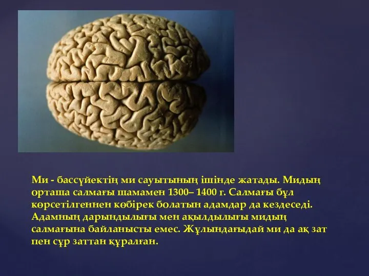 Ми - бассүйектің ми сауытының ішінде жатады. Мидың орташа салмағы шамамен