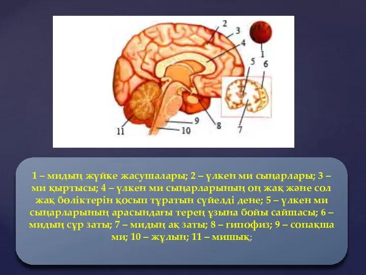 1 – мидың жүйке жасушалары; 2 – үлкен ми сыңарлары; 3