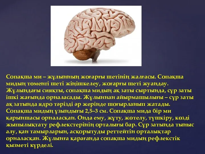 Сопақша ми – жұлынның жоғарғы шетінің жалғасы. Сопақша мидың төменгі шеті