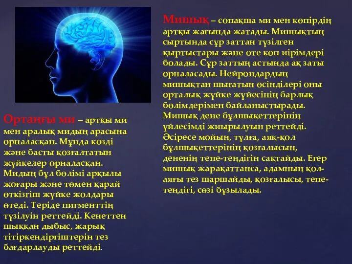 Мишық – сопақша ми мен көпірдің артқы жағында жатады. Мишықтың сыртында