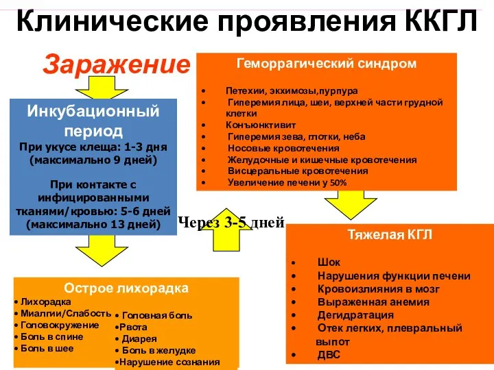 Клинические проявления ККГЛ Заражение Инкубационный период При укусе клеща: 1-3 дня