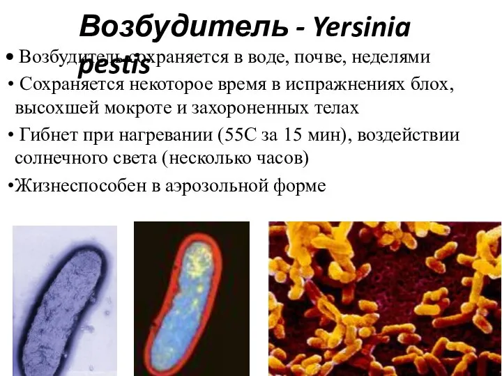 Возбудитель - Yersinia pestis Возбудитель сохраняется в воде, почве, неделями Сохраняется