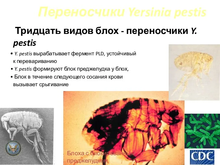 Переносчики Yersinia pestis Тридцать видов блох - переносчики Y. pestis Y.