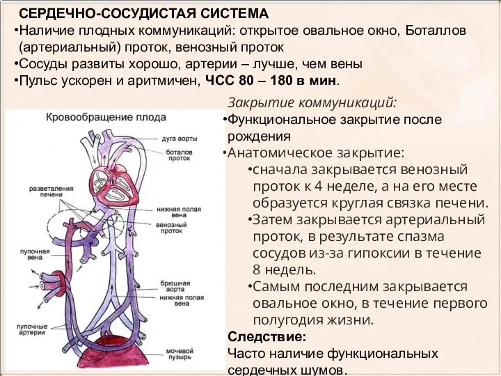 СЕРДЕЧНО-СОСУДИСТАЯ СИСТЕМА Наличие плодных коммуникаций: открытое овальное окно, Боталлов (артериальный) проток,