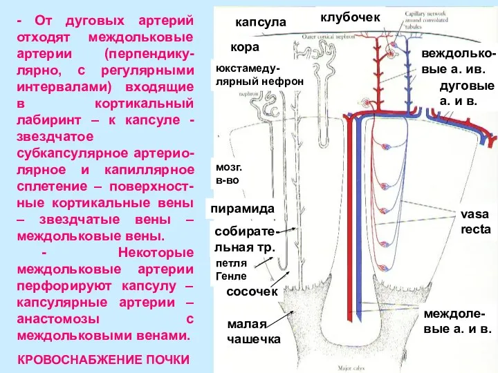 - От дуговых артерий отходят междольковые артерии (перпендику-лярно, с регулярными интервалами)