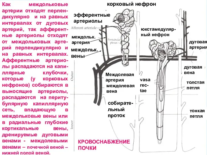 эфферентные артериолы междольк. артерия vasa rec- tae междольк. вены корковый нефрон