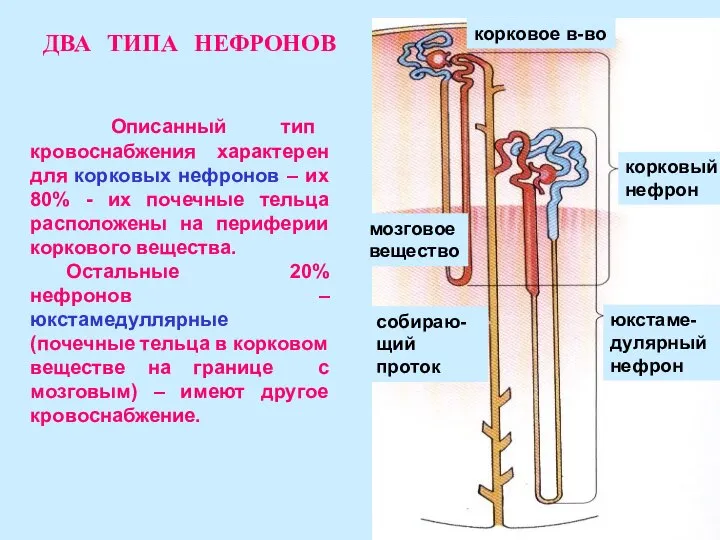 Описанный тип кровоснабжения характерен для корковых нефронов – их 80% -