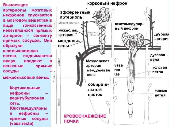 эфферентные артериолы междольк. артерия vasa rec- tae междольк. вены корковый нефрон