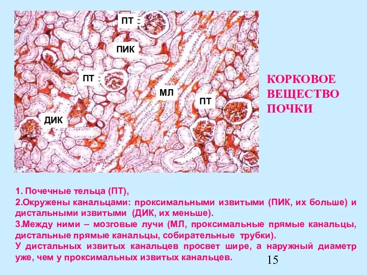 ПТ ПИК ДИК MЛ ПТ ПТ 1. Почечные тельца (ПТ), 2.Окружены