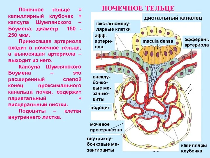 подоцит афф. артери- ола эфферент. артериола macula densa юкстагломеру- лярные клетки