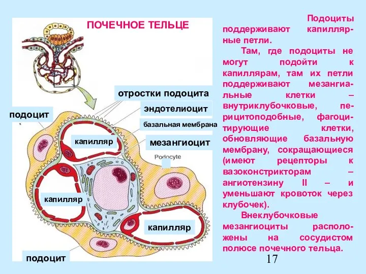 Подоциты поддерживают капилляр-ные петли. Там, где подоциты не могут подойти к