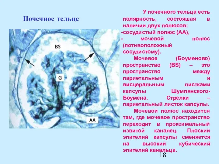 Почечное тельце У почечного тельца есть полярность, состояшая в наличии двух