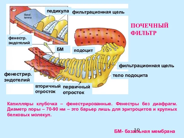 Капилляры клубочка – фенестрированные. Фенестры без диафрагм. Диаметр поры – 70-90