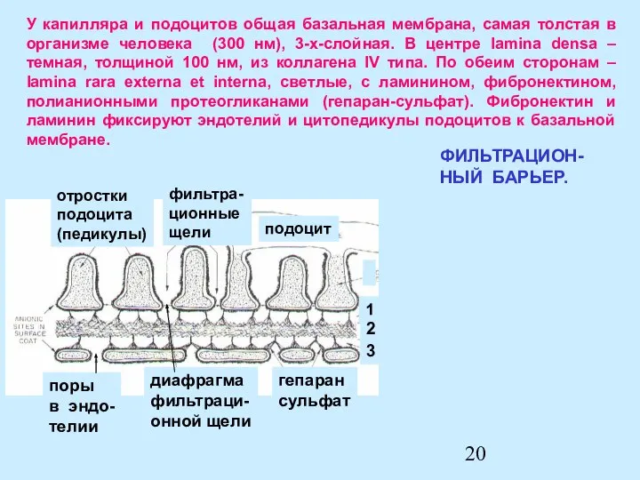 1///////// 2///////// 3 3/////////// подоцит фильтра- ционные щели отростки подоцита (педикулы)