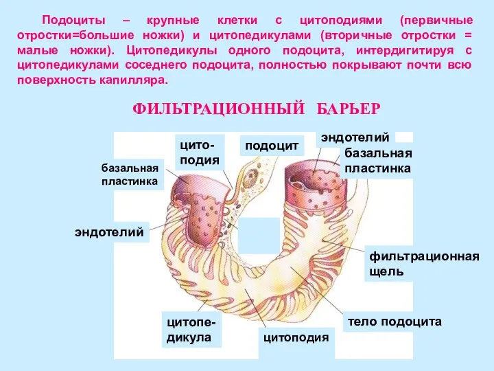 Подоциты – крупные клетки с цитоподиями (первичные отростки=большие ножки) и цитопедикулами