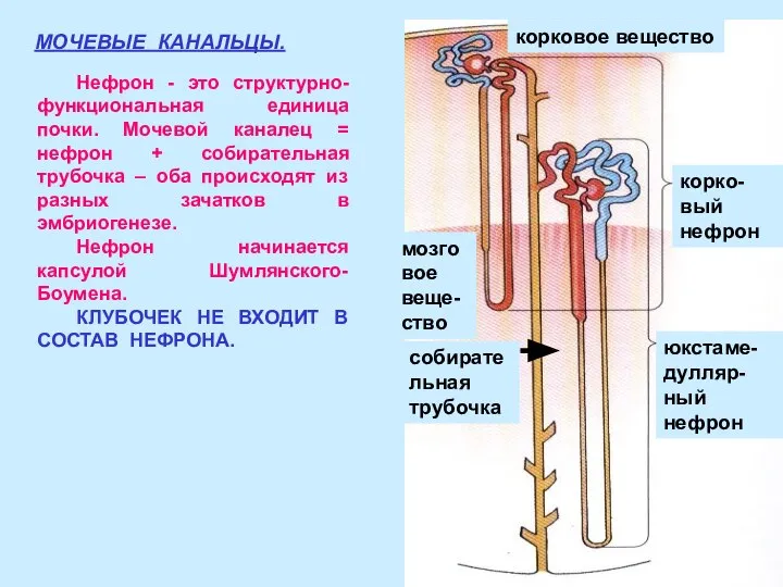 МОЧЕВЫЕ КАНАЛЬЦЫ. корко-вый нефрон юкстаме-дулляр-ный нефрон собирательная трубочка мозговое веще-ство корковое