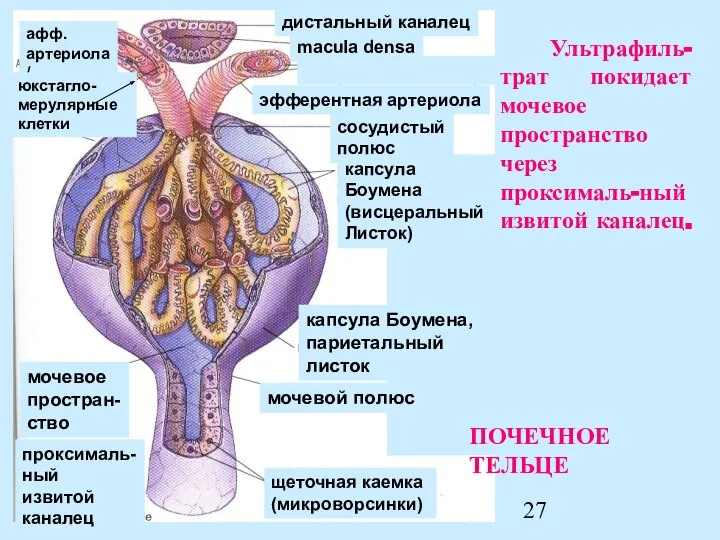 Ультрафиль-трат покидает мочевое пространство через проксималь-ный извитой каналец. капсула Боумена, париетальный