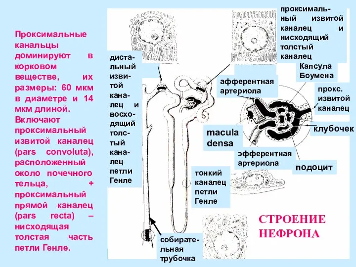 Проксимальные канальцы доминируют в корковом веществе, их размеры: 60 мкм в