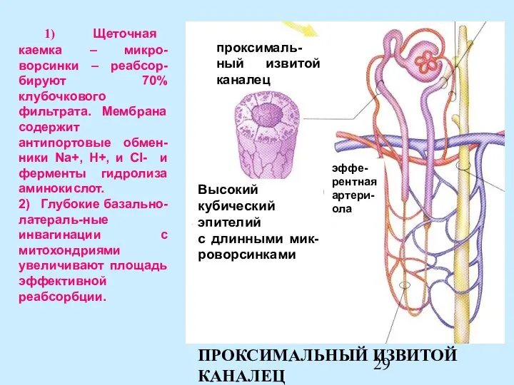 ПРОКСИМАЛЬНЫЙ ИЗВИТОЙ КАНАЛЕЦ 1) Щеточная каемка – микро-ворсинки – реабсор-бируют 70%