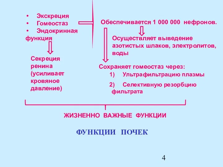 Экскреция Гомеостаз Эндокринная функция Секреция ренина (усиливает кровяное давление) Обеспечивается 1