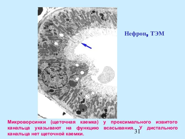 Микроворсинки (щеточная каемка) у проксимального извитого канальца указывают на функцию всасывания.