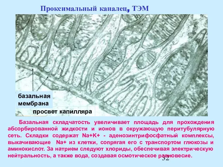 Базальная складчатость увеличивает площадь для прохождения абсорбированной жидкости и ионов в