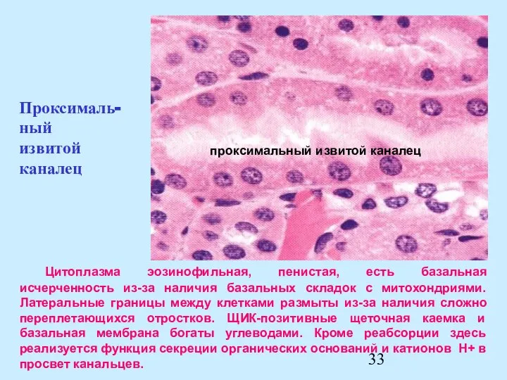 Цитоплазма эозинофильная, пенистая, есть базальная исчерченность из-за наличия базальных складок с