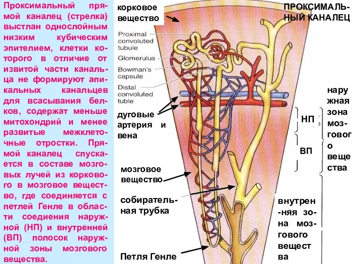 Проксимальный пря-мой каналец (стрелка) выстлан однослойным низким кубическим эпителием, клетки ко-торого