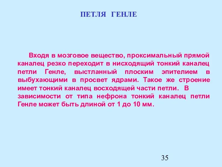 Входя в мозговое вещество, проксимальный прямой каналец резко переходит в нисходящий